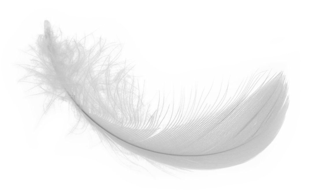 White-Feather-PNG-Download-Image-1080x663